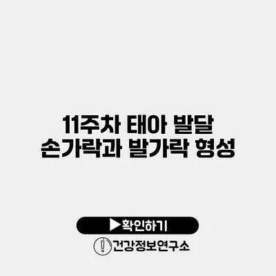 11주차 태아 발달 손가락과 발가락 형성
