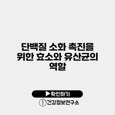 단백질 소화 촉진을 위한 효소와 유산균의 역할