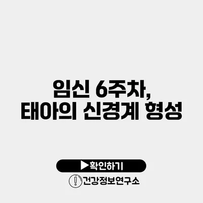 임신 6주차, 태아의 신경계 형성